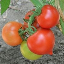 Семена томата Тамань F1