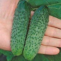 Семена огурца Герман F1