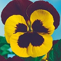 семена виолы Надежда