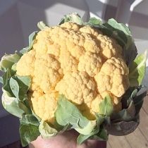 Семена цветной капусты Ярик F1