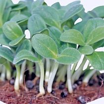 Семена микрозелени бораго Владыкинское Семко