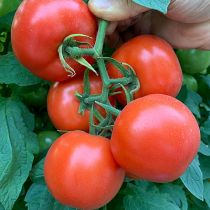 Семена томата Кистевой Удар F1