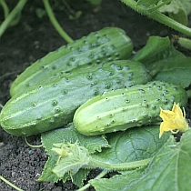 Семена огурца Артек F1