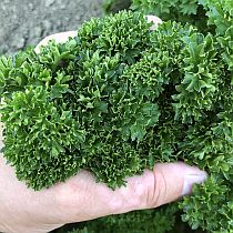 семена петрушки кудрявой Астра