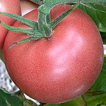 Семена томата Буги Вуги F1