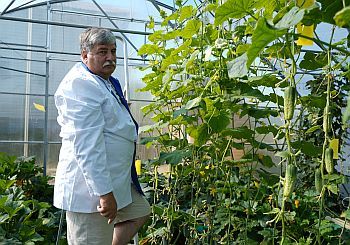 Огурцы во во втором обороте, Белгород 2023