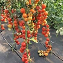 Семена томата Ураган F1