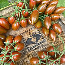 Семена томата Нетания F1