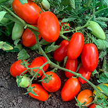 Семена томата Фэнси F1