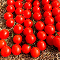 Семена томата Черри Мио F1