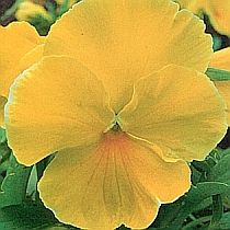 семена виолы Нина