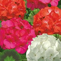 семена пеларгонии зональной Классик 