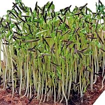 Семена микрозелени кервеля Измайловский Семко