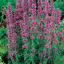 семена монарды Солнцевский Семко