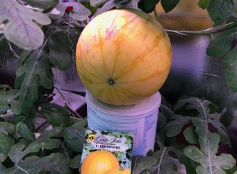 Порционные арбузы дома