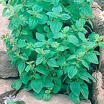 семена майорана Тушинский Семко 