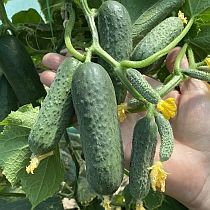 Семена огурца Октопус F1