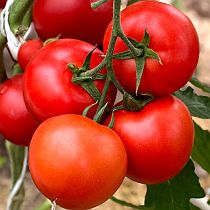 Семена томата Зета F1