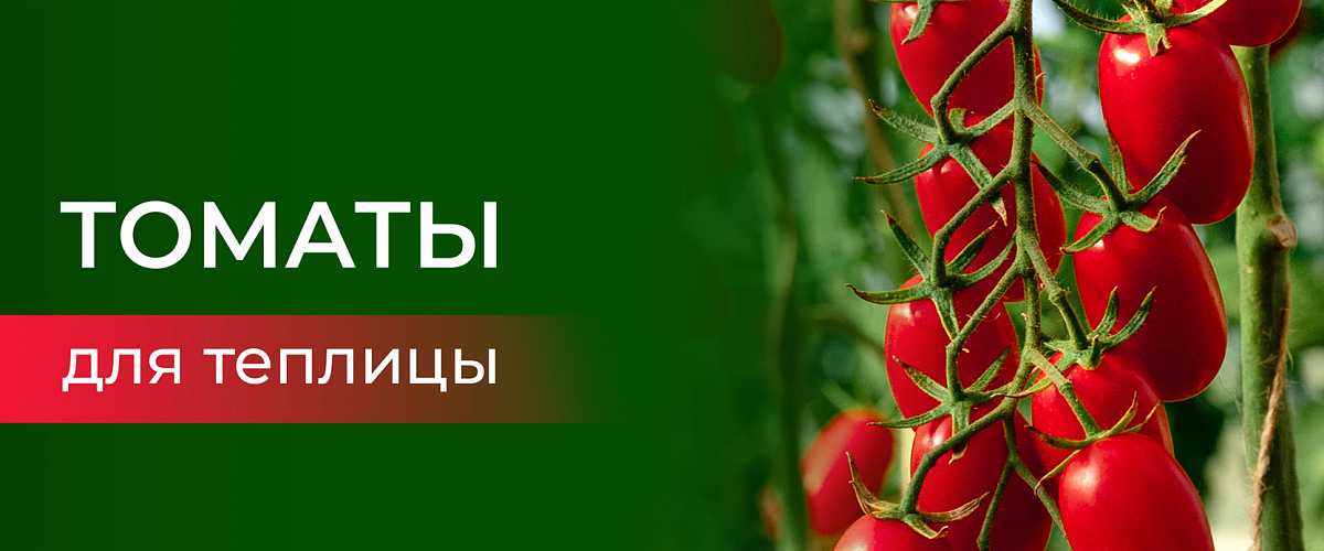 Томаты для теплиц